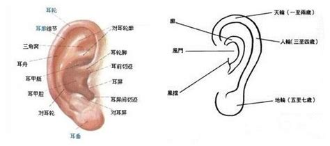 耳朵長痣|耳朵不同部位長痣代表什麼，看看你是什麼命